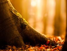 开云下载-凯尔特人强势晋级显霸主气质，小贾伦数据全面爆炸引领新时代