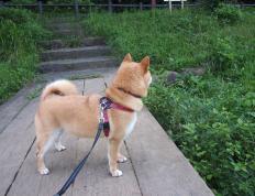 开云体育入口-吉林队爆冷掘金，塔图姆实力自证，篮球世界中的逆袭与荣耀交响曲