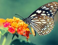 开云平台-葡萄牙的烈日，马德里的寒风，厄德高如何成为关键先生