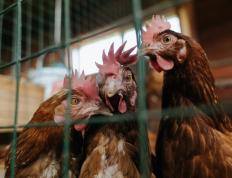 开云APP-美加墨世界杯焦点战，巴西关键突围毕尔巴鄂铁血防线