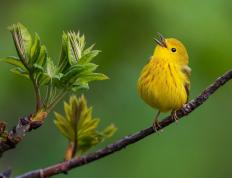 开云体育平台APP-班凯罗的无声交响曲，当湖人防线撞上魔术师之魂