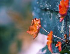 开云体育平台APP-冰与火之歌，当雄鹿锁死数字城，切特于亚平宁点燃寒光