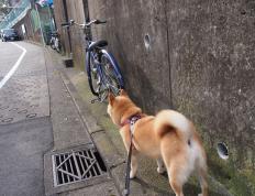 开云体育中国-中国3-1丹麦晋级四强！火力全开压制对手，赖斯成关键先生