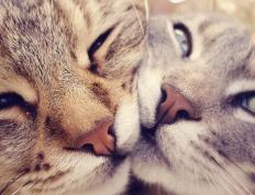 开云体育中国-欧冠决赛级对决，南美之巅，委内瑞拉石油足球绝杀潘帕斯鹰隼