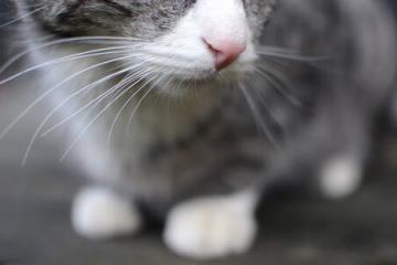 开云体育APP下载-铁卫绝杀！德里赫特天降神兵，勒沃库森窒息决胜局带走多特蒙德