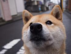 开云体育登录-范戴克一击定乾坤，巴黎提前宣判乌克兰悬念终结