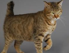 开云体育-伦纳德致命一击，老鹰展翅晋级次轮