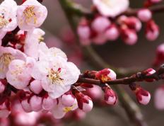 开云体育app-森林狼的节奏魔术与詹姆斯，2026世界杯的接管预言