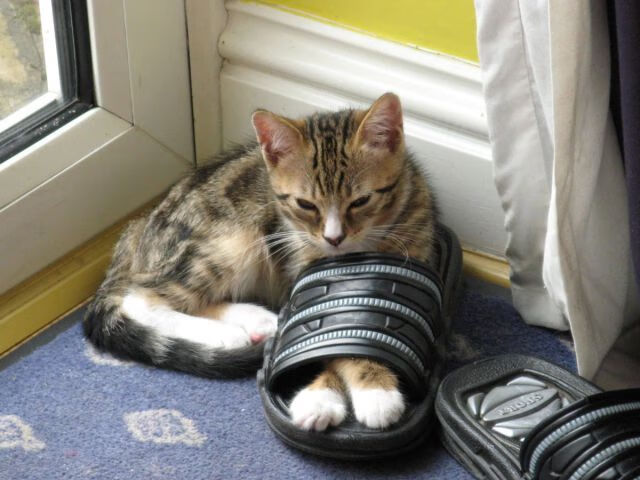 开云体育入口-马里关键战突围哥斯达黎加，基耶萨刷新纪录，绿茵场上永不褪色的逆袭与传承