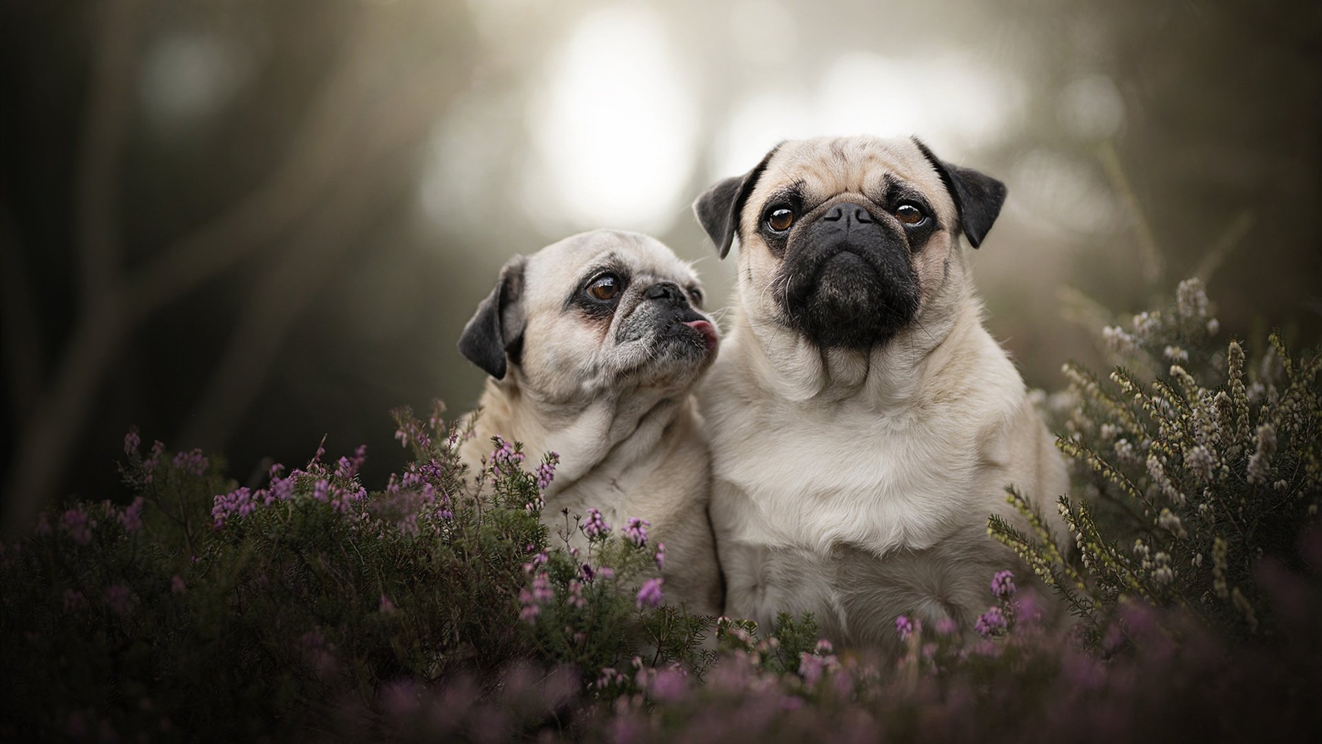 开云体育中国-渺小与伟大，当历史在沙尘与木地板上同时转折