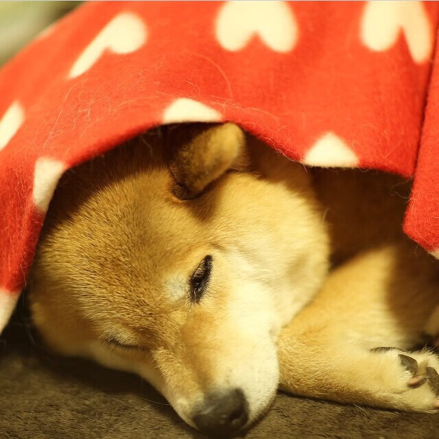 开云体育入口-2026世界杯焦点战，厄瓜多尔爆冷击败阿森纳阿根廷，重塑美洲足球格局