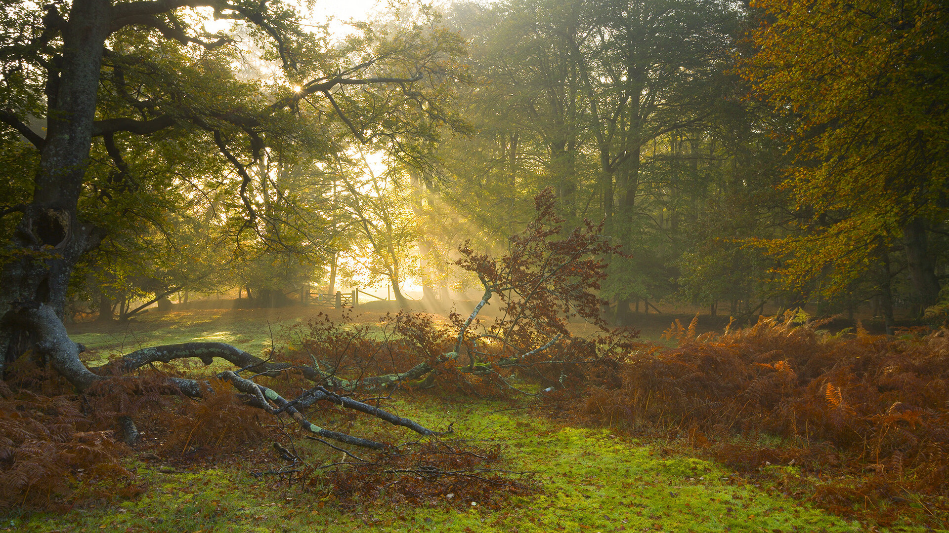 开云平台-无声的宣言，戈贝尔用铜墙铁壁证明，防守是最响亮的战歌