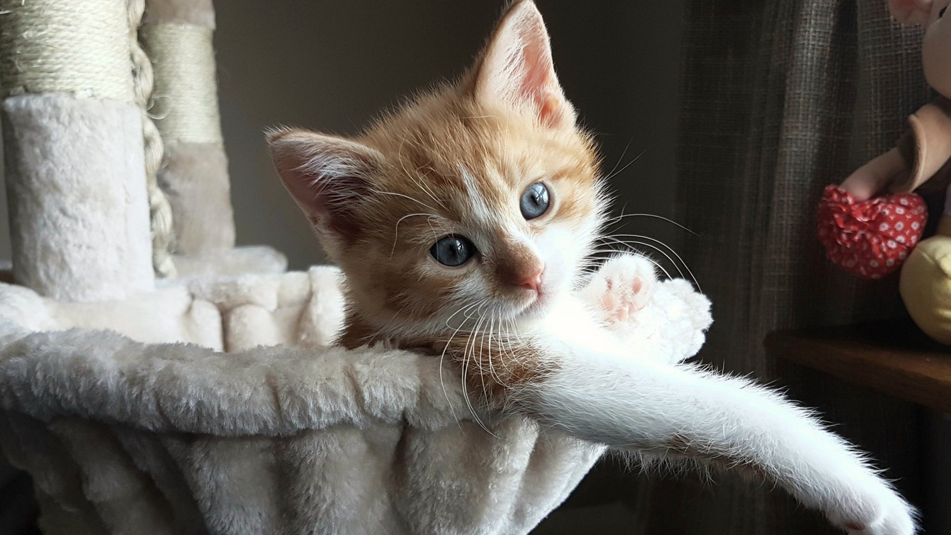 开云体育入口-独木成林，约基奇擎天一柱，深圳队末节风暴卷走吉林