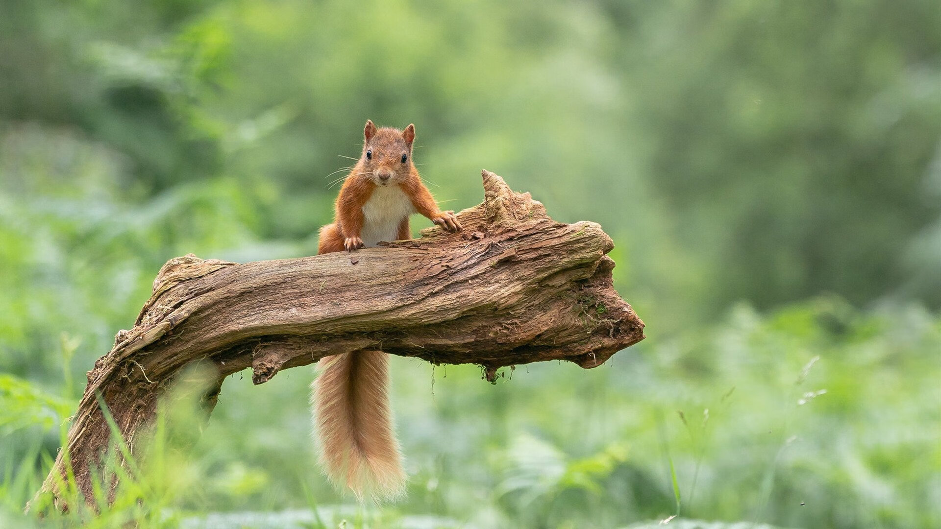 开云官网-西决生死战，阿森纳精密手术，无情粉碎切尔西王朝最后幻梦