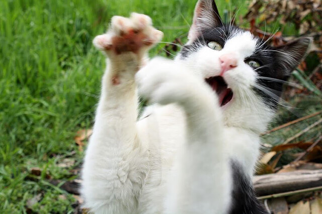 开云体育官方网站-新星对决！拉梅洛35分超神，凯尔特人极限0.8秒绝杀尼克斯