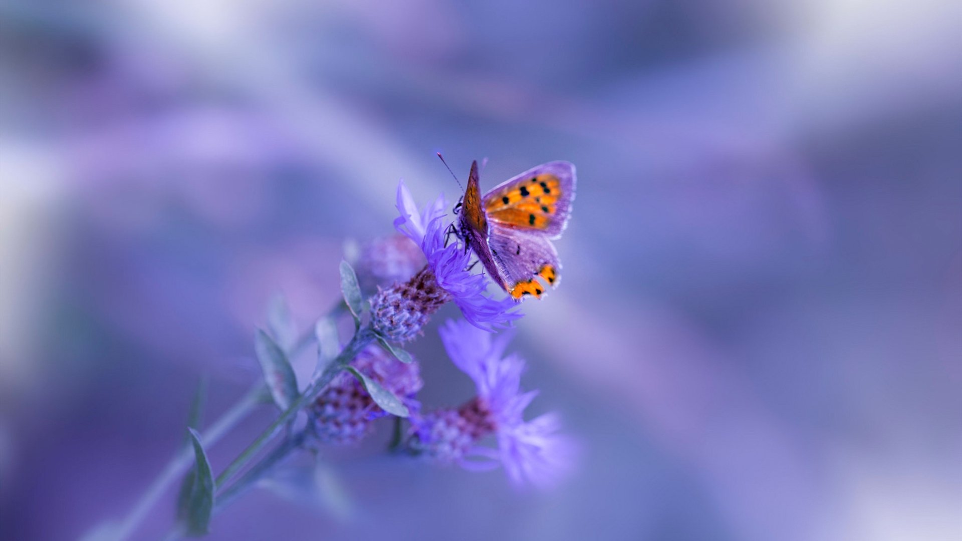 开云体育下载-绿茵与硬木的交响，西甲国家德比焦点战与骑士加时取胜爵士的激情碰撞