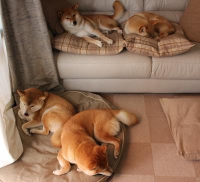 开云体育-太极虎绞杀枫叶之盾,欧冠半决赛上演的跨洲收割之战