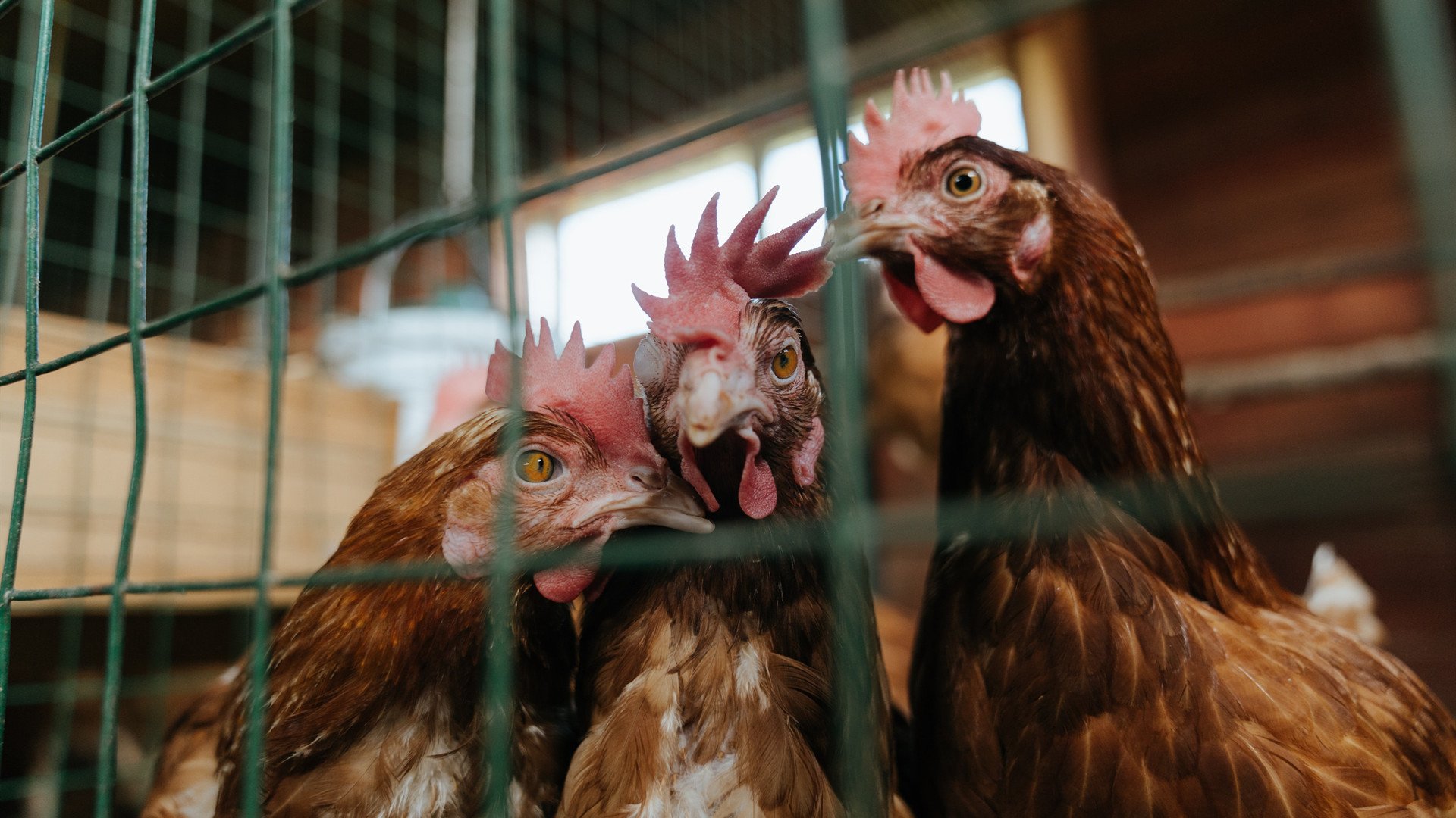 开云APP-美加墨世界杯焦点战，巴西关键突围毕尔巴鄂铁血防线