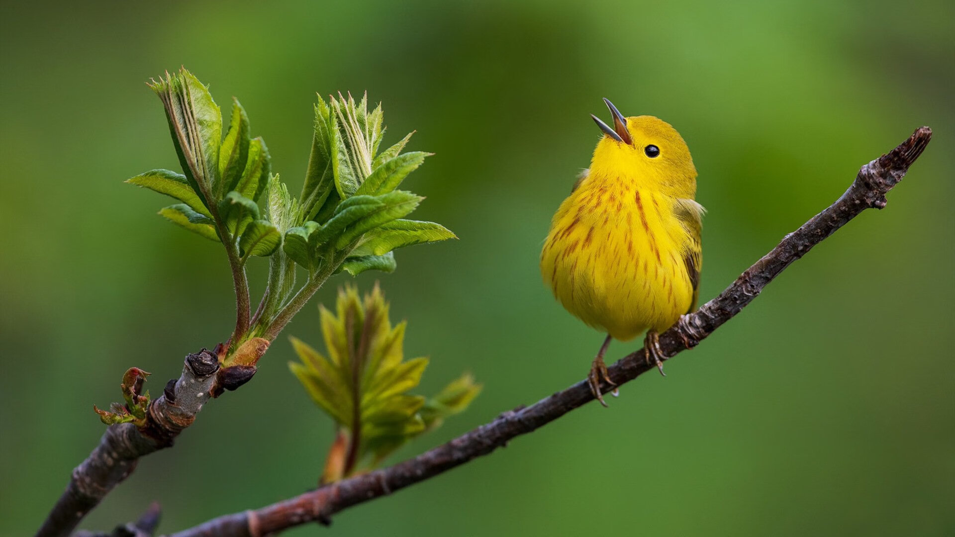 开云体育平台APP-班凯罗的无声交响曲，当湖人防线撞上魔术师之魂