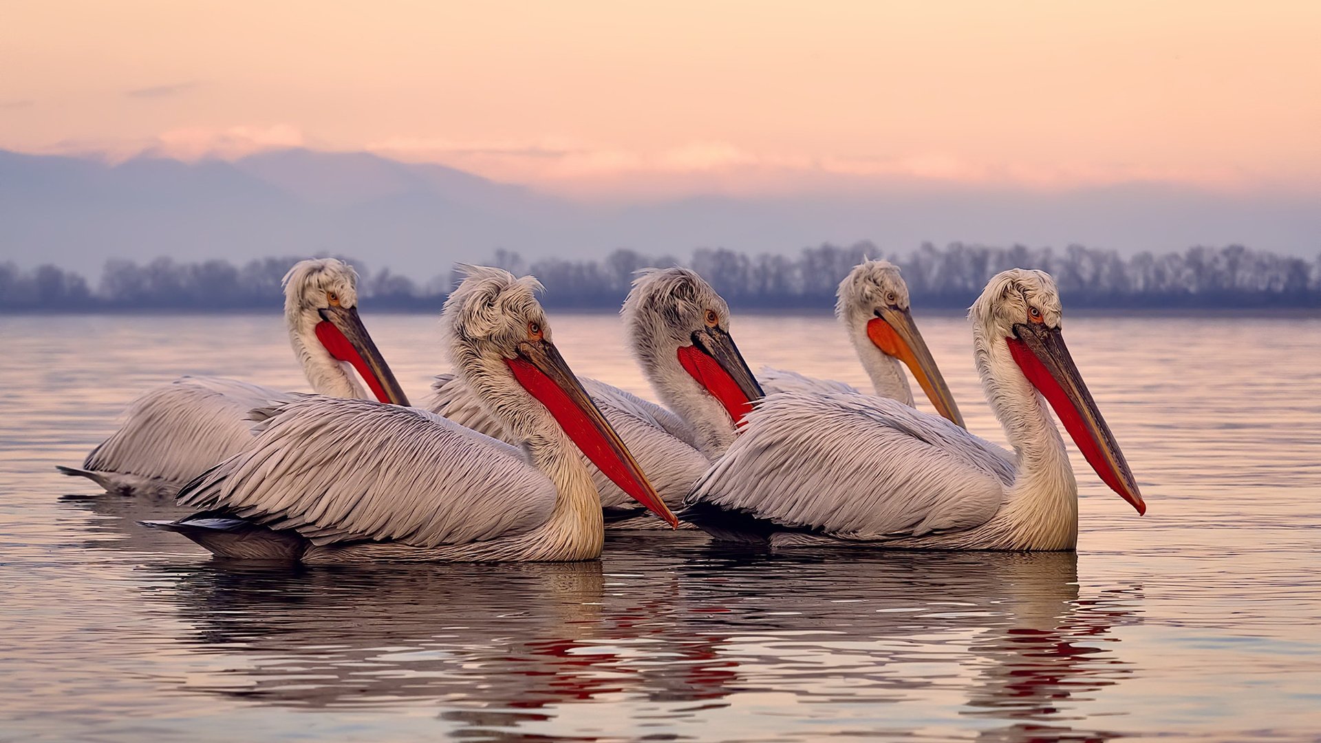 开云体育在线-拉梅洛关键进球定乾坤，灰熊终结开拓者连胜势头
