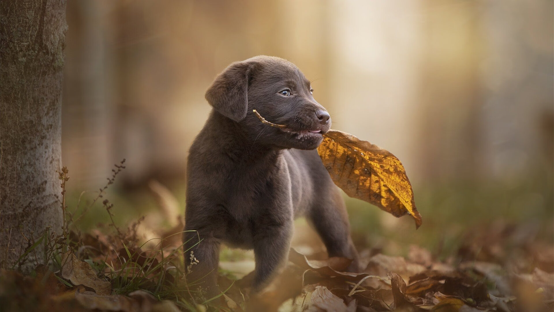 开云体育在线-末节决战定乾坤,凯尔特人15分逆转终结广东王朝