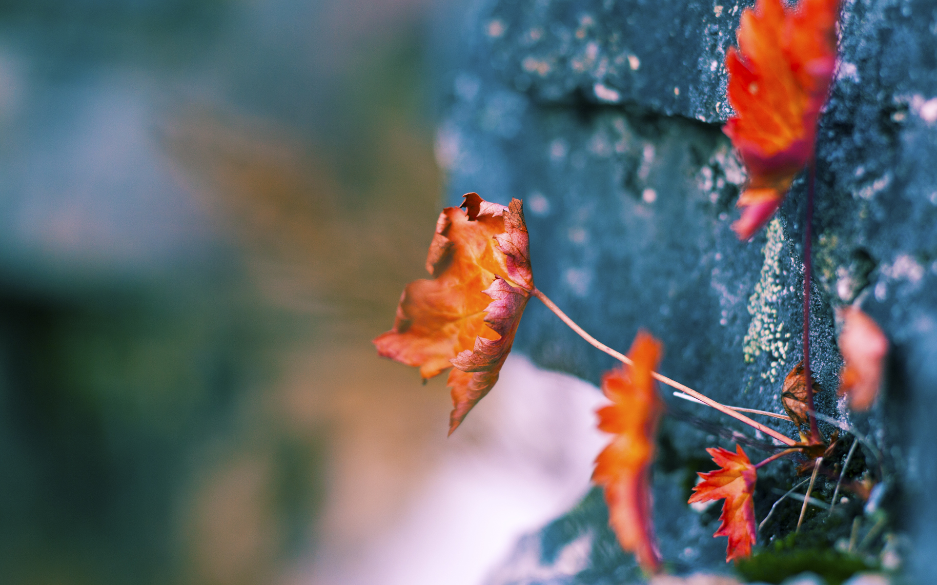 开云体育入口-越大的舞台，越强的乔治，篮网队跨国激战带走广厦队胜利