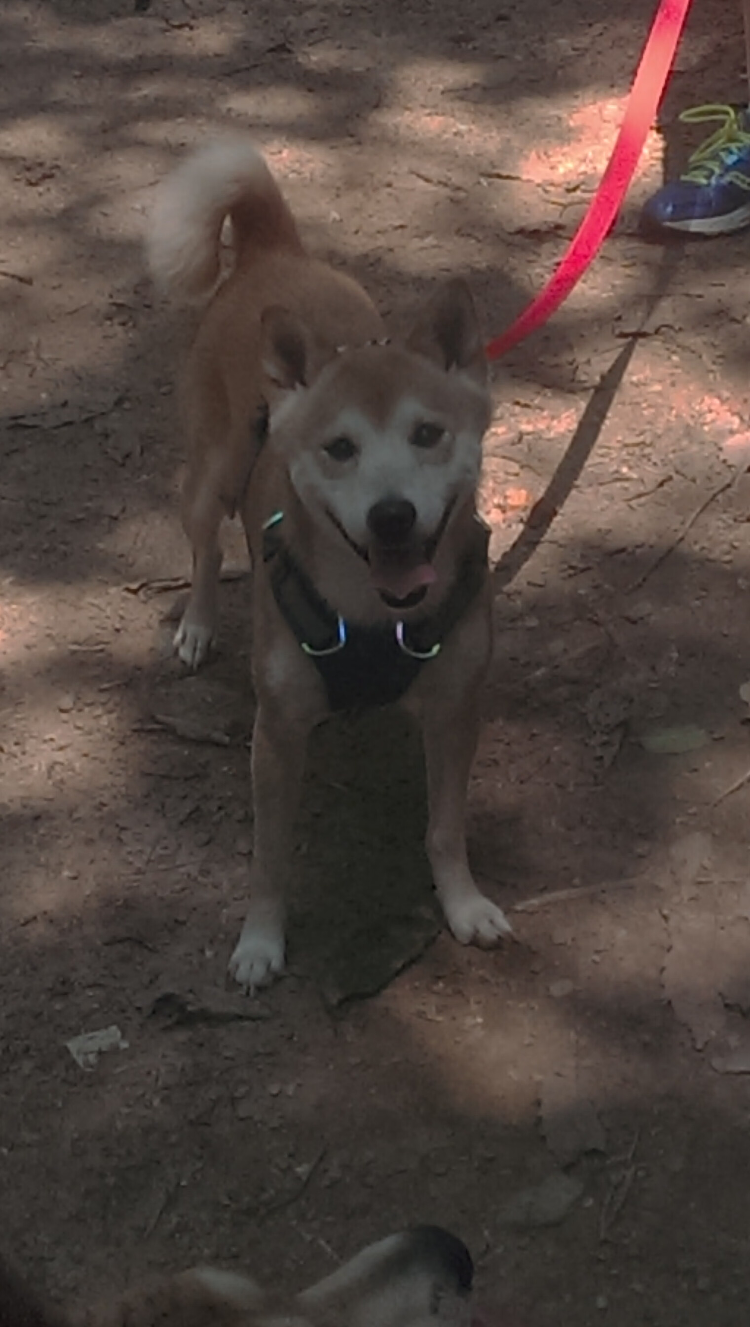 开云下载-布鲁诺爆发！澳大利亚以勇气与智慧拿下委内瑞拉